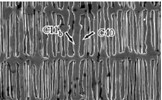 Crystal ‘staples’ enhance strength of novel alloy